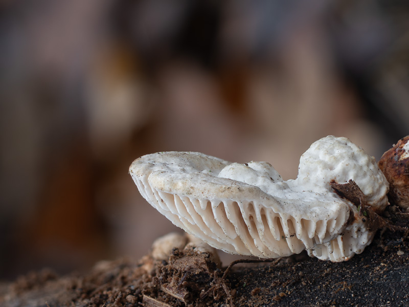 Cellulariella warnieri Cellulariella warnieri